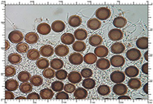 Elaphomyces asperulus
